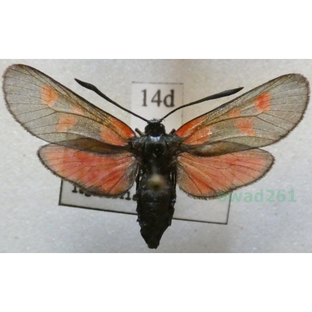 Zygaena meliloti Hübner, 1796 Czech14d